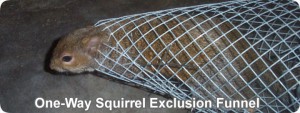 one way squirrel exclusion funnel